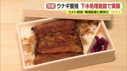 ウナギの名産・浜松で新たな挑戦　養殖業に光明か　下水処理施設で実験　コスト削減・環境配慮で大きな期待