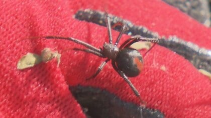 万博会場に『セアカゴケグモ』　吉村知事「攻撃性強くないのでつかんだり誤って触ったりしなければ刺されるものではない」も「万一刺されたら救護所で治療を」　博覧会協会が駆除活動を実施