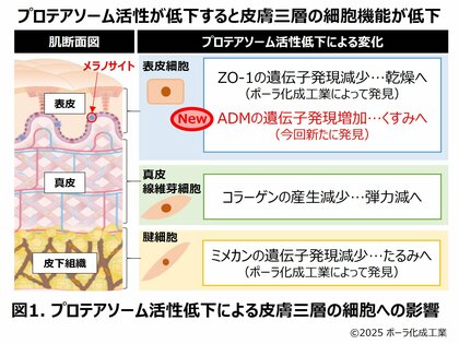 プロテアソーム研究で、くすみ発生メカニズムに新知見