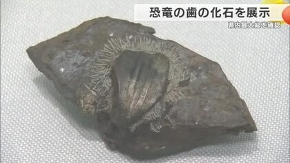 約1億3000万年前の地層から恐竜の歯の化石　イグアノドン類の下顎の歯　県内初確認で最大級　徳島・勝浦町