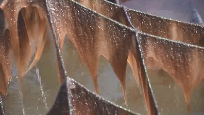 「のり」色落ち被害で「黄色」に　日本各地で不作…価格高騰に“穴あき”で寿司職人も悲鳴　