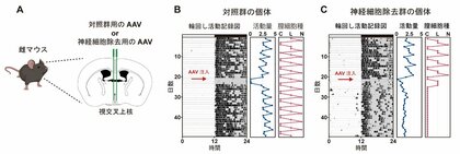 体内時計が排卵周期を整える新たな神経メカニズムを発見 ～脳・視交叉上核AVPニューロンからのGABA放出が性周期維持に必須～