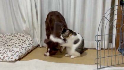 「ヤバイよ…ママ見てるよ…！」イタズラする犬と飼い主との間で“焦る猫”が可愛い! 2匹の関係を聞いた
