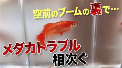 空前“メダカブーム”の裏側でトラブル相次ぐ 許せない「炎姫」の悲劇も・・・ 【大阪