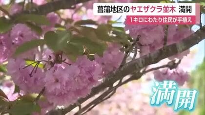 3種のヤエザクラ約100本が1キロにわたり満開 富士町菖蒲地区の人が「総出で植えた」桜【佐賀県】