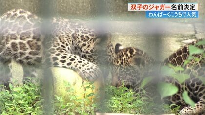 ジャガーの双子の赤ちゃんの名前が「ユウキ」と「アイ」に決定！　由来は「アンパンマンのマーチ」【高知発】