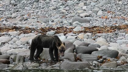 世界遺産・知床に痩せこけたクマ 原因はエサ不足 一方人里には体重320kgの巨体現る 一体何が？【北海道発】