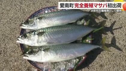 次世代の養殖魚「マサバ」　”養殖日本一”の愛媛で天然資源に依存しない完全養殖のマサバが初出荷【愛媛】