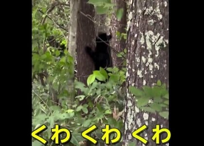 「くわ、くわ」小グマの鳴き声は“危険なサイン”　専門家「襲われる可能性が十分ある」…クマ対策で自動ドアを手動に変更する施設も