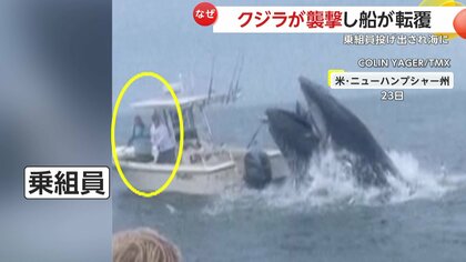 オーマイガー！」クジラがジャンプし船に激突 大きな口を開けて