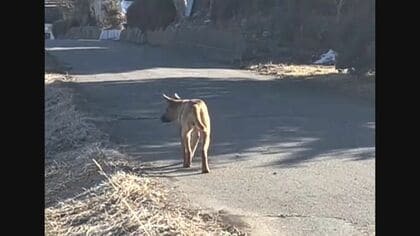 彷徨える首輪つき 人気