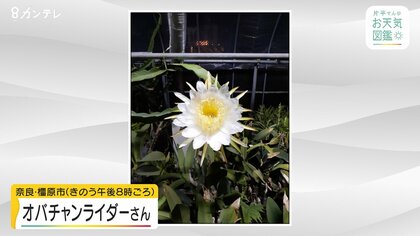 お天気図鑑 ドラゴンフルーツの花 奈良 橿原市