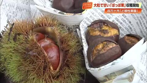 急斜面から「ど根性」で収穫《ぽっぽ栗》今年は大粒で甘い　秋感じる“ほくほく”は9月下旬から【高知】