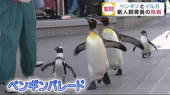 ペンギンやイルカと日々真剣に向き合う 水族館 女性飼育員の挑戦 宮城発