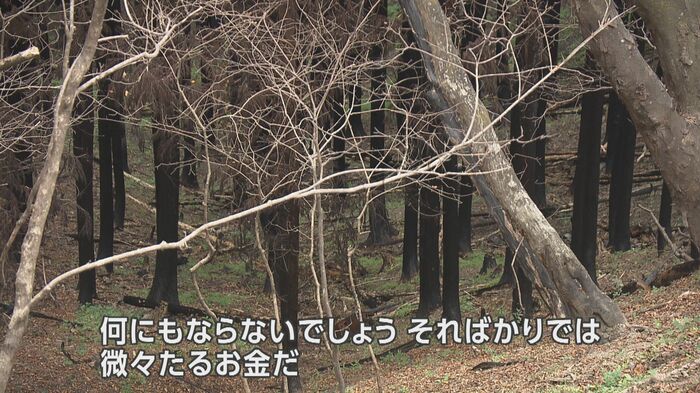 火災の被害に遭った山林、木の根元が焼け焦げる