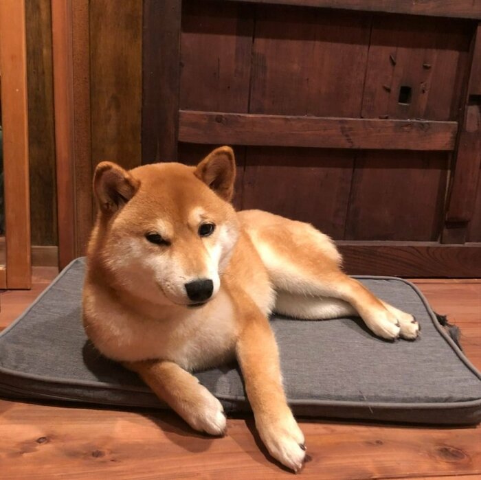 大きくなったミコシくんにはすでに貫禄も?