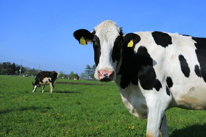 ホルスタイン牛の白黒ブチ模様は「人に飼い慣らされた動物」の特徴