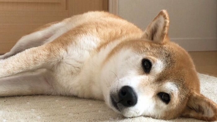 普段のももちゃん。最近「少し太り気味」と言われたという