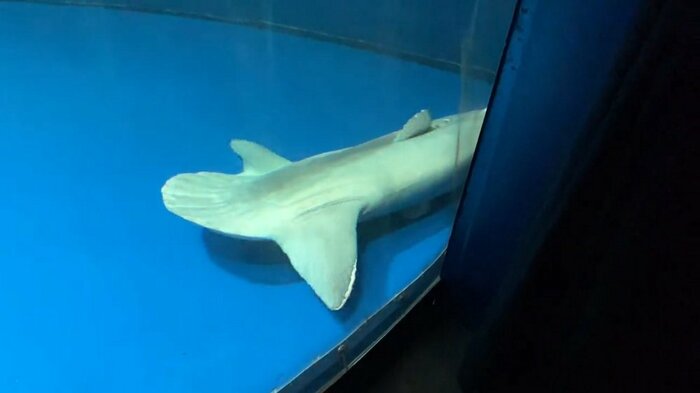 水槽の底で横になっている。心配になるが…(提供:サンシャイン水族館)