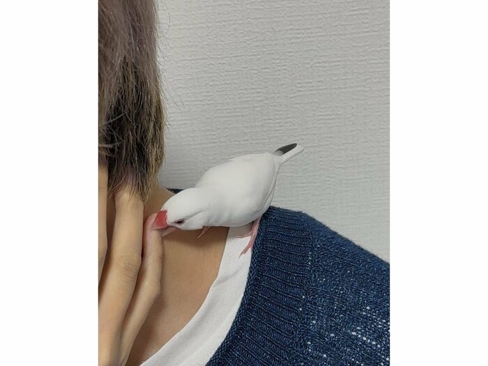つばきちゃん