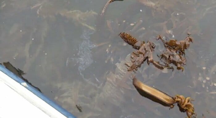 収穫前のワカメと海面に浮かんだ油膜
