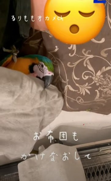 パパさんと一緒の布団に入るくーちゃん