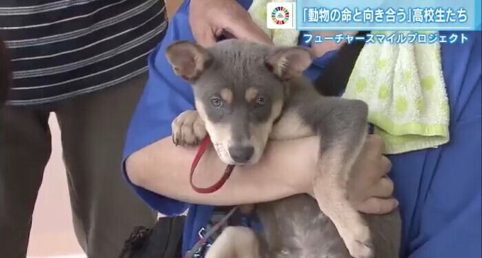 引き取り手が決まった保護犬
