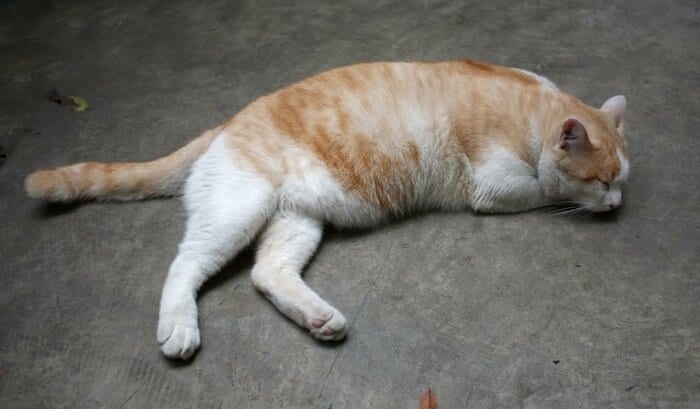 前足はつけて後ろ足はつけていない…警戒度40％（画像はイメージ）