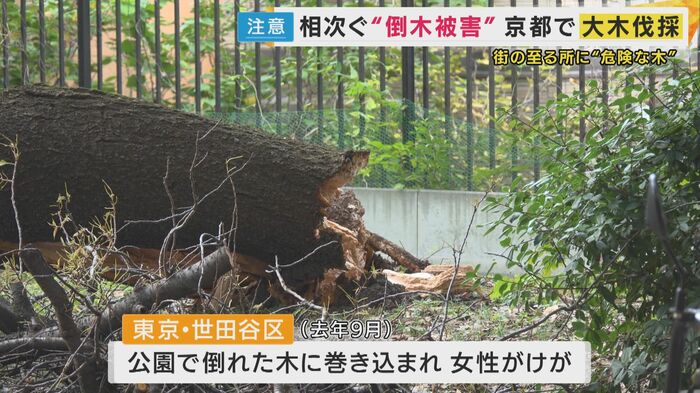 2025年9月の東京都世田谷区の公園の倒木