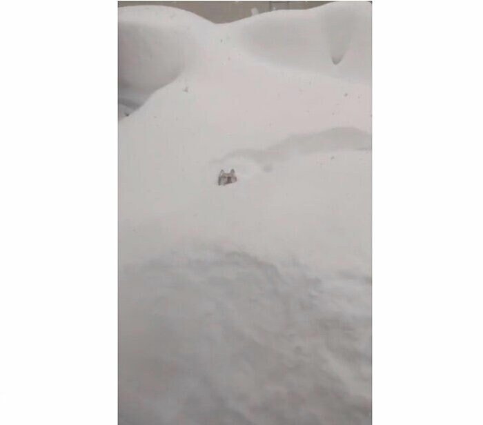雪に埋もれて顔しか見えない(提供:山さん)