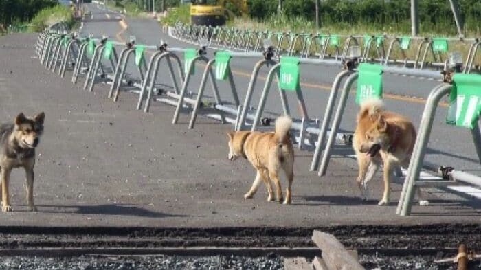 2011年の東日本大震災の様子（提供：環境省）