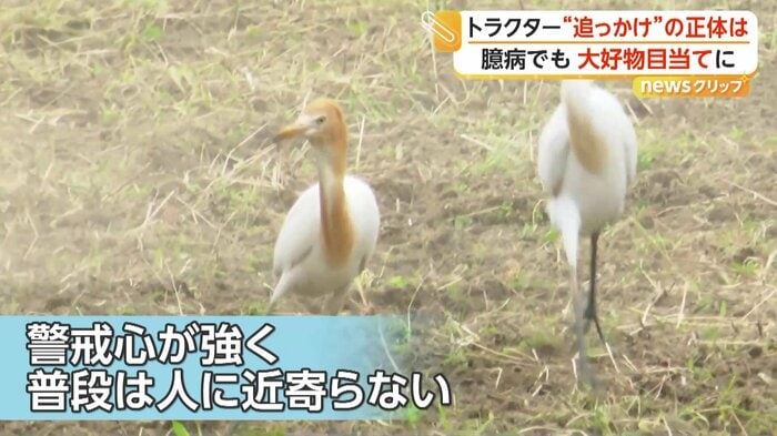 あたりを見渡しているシラサギ