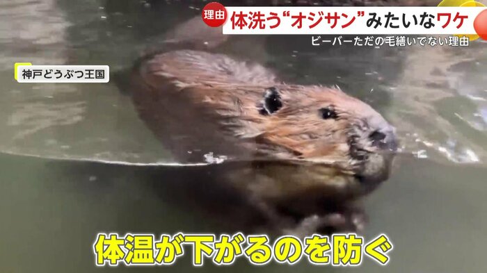 体温が下がるのを防いでいたビーバー(提供:神戸どうぶつ王国)