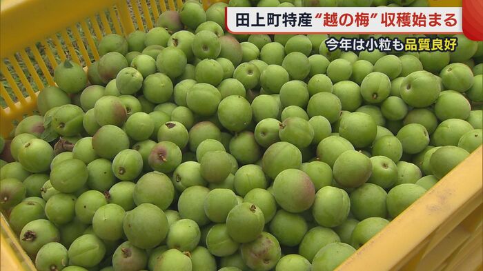 越の梅