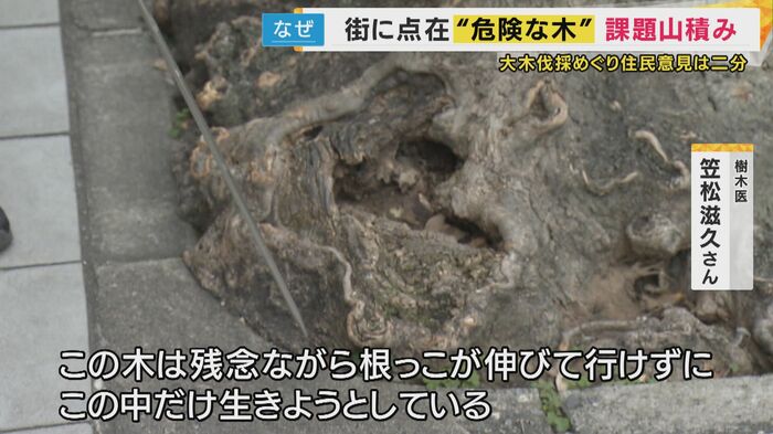 狭い所に植えられた街路樹
