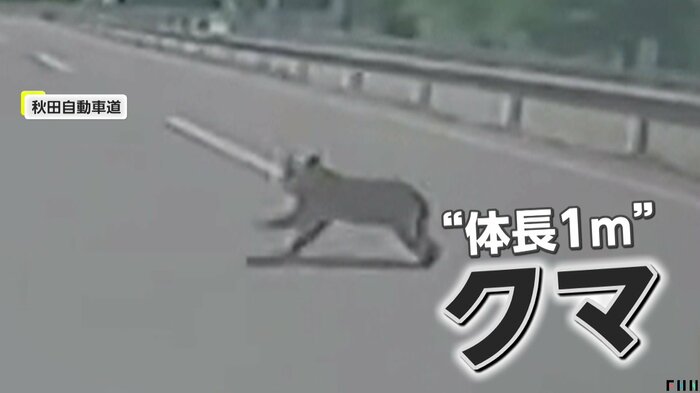 道路に飛び出してきたクマ(提供:hiroshi2block)