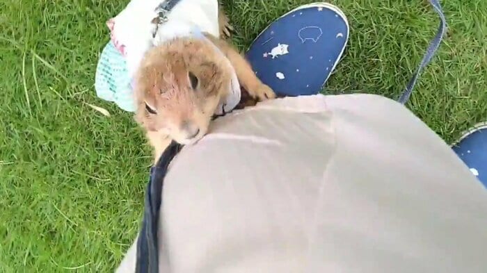 抱っこをせがんでいる