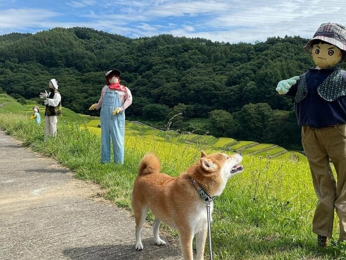 なんだこれ?とかかしを見上げている