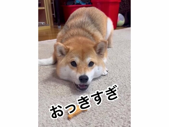 提供:柴犬ゆきちゃん