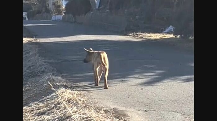 野沢さん一家は偶然、道路をさまよう犬を見つけた(2月26日撮影、提供 野沢めぐみさん)