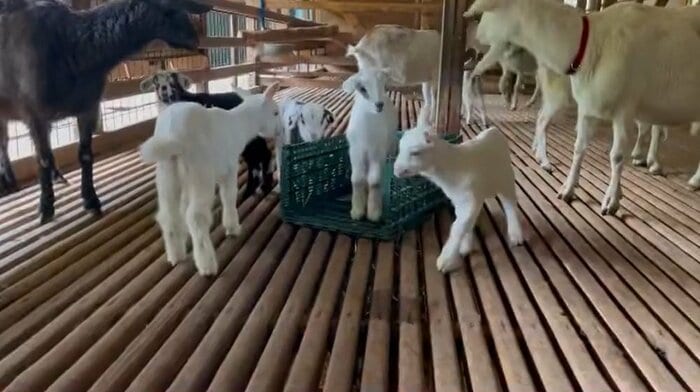朝一番の仕事は子ヤギたちと遊ぶことだそう(提供:むつざわヤギ牧場)