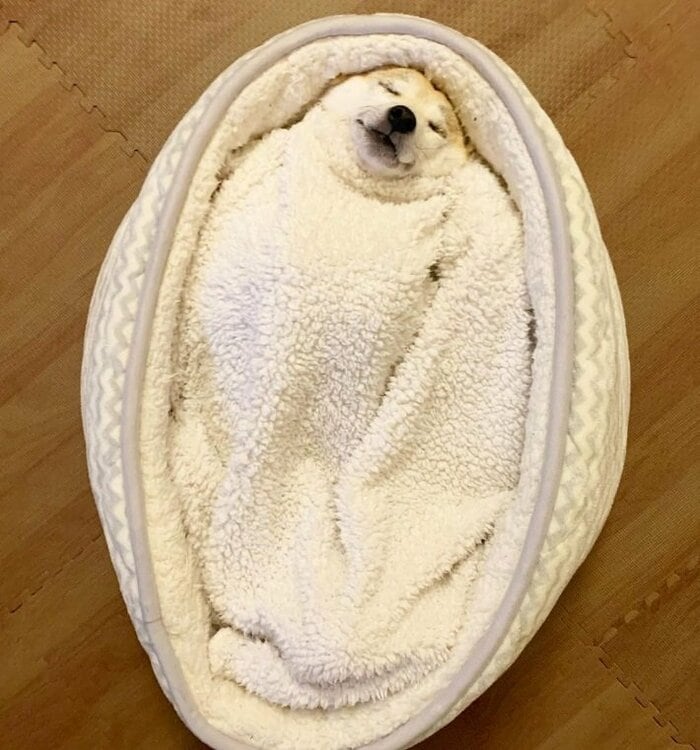 毛布と一体化?しちゃったなずなちゃん