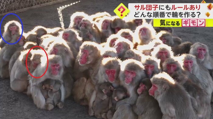 赤丸のサルは内側へ、青丸のサルは外側へ
