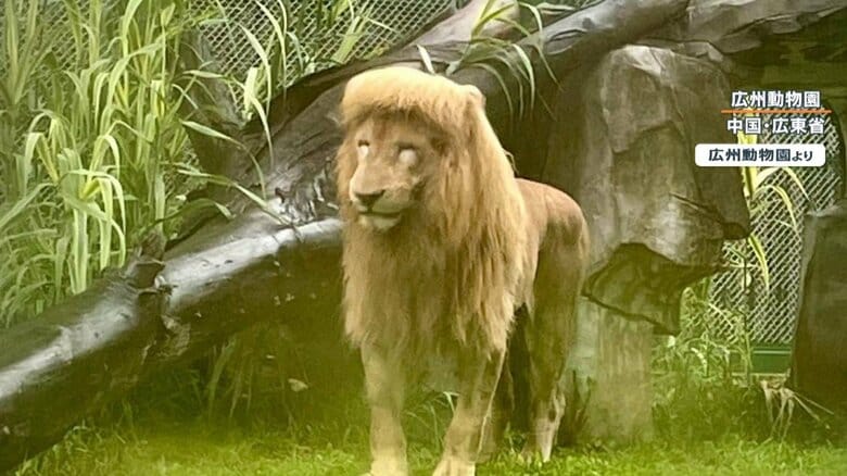 ライオンが“前髪パッツン”…誰かが切った? 動物園側はカット全否定「湿度の影響」も専門家「それはない」｜FNNプライムオンライン