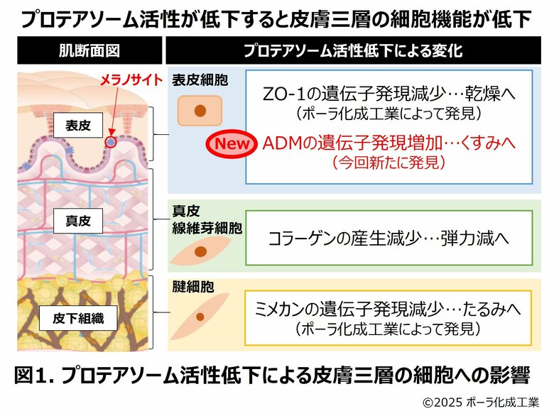 プロテアソーム研究で、くすみ発生メカニズムに新知見