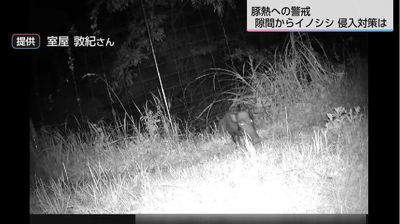 「アナグマが柵下に穴をあけ、イノシシが隙間に鼻を突っ込んで持ち上げる」豚熱の確認を受け養豚場が取るべき対策は　野生鳥獣被害対策アドバイザーに聞いた｜FNNプライムオンライン