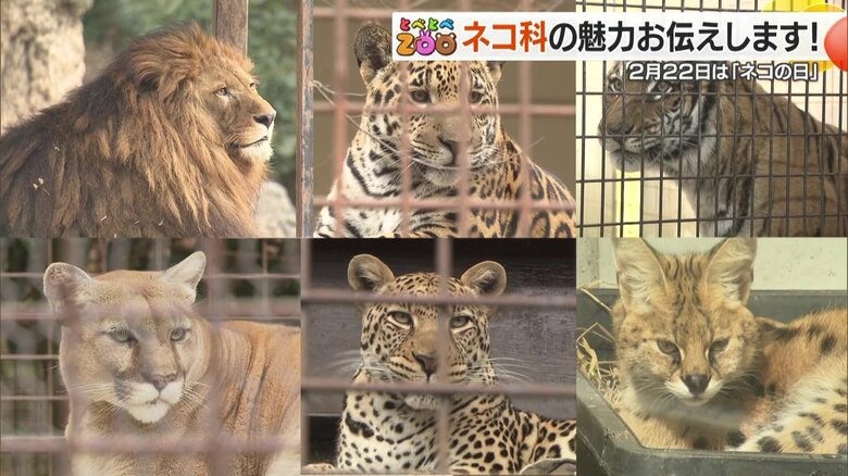 2月22日は猫の日　「百獣の王」から「モデル体型」までネコ科動物大集合　愛らしい姿にメロメロ｜FNNプライムオンライン