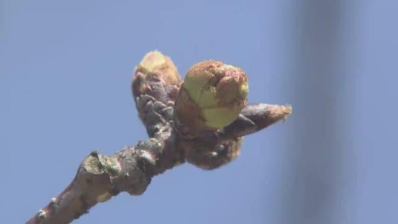 待ち遠しいサクラ　松山・道後公園の標本木は「ツボミの固さある」開花宣言は２２日以降か【愛媛】｜FNNプライムオンライン