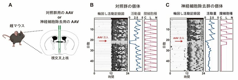 体内時計が排卵周期を整える新たな神経メカニズムを発見 ～脳・視交叉上核AVPニューロンからのGABA放出が性周期維持に必須～