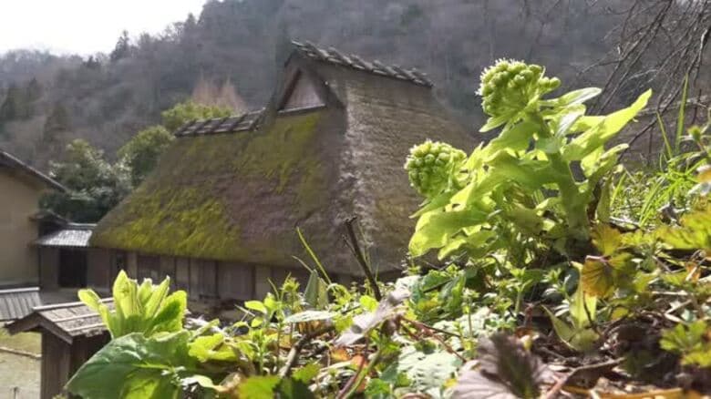 やわらかな春の日差し浴び「フキノトウ」輝く　連日の陽気で一斉に芽吹く　福井市のおさごえ民家園｜FNNプライムオンライン